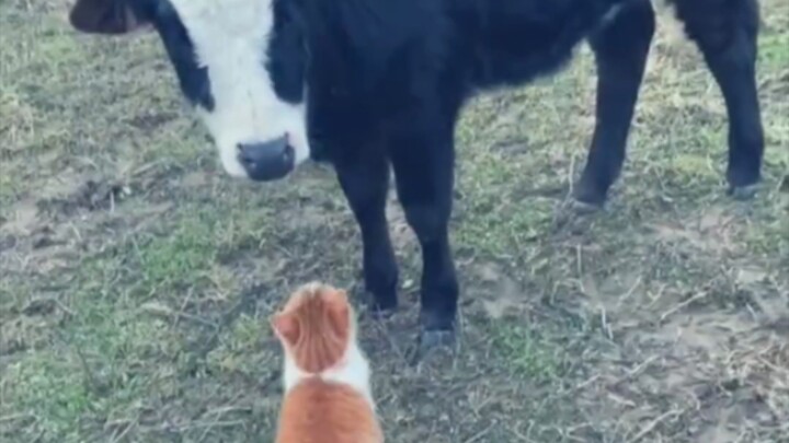 Even Niuniu Loves Orange Cats!