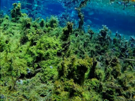 Ternyata memang ada sungai dengan air yang begitu jernih hingga dasarnya terlihat.