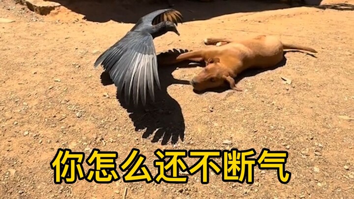 The dog is basking in the sun, but the vulture thinks it’s about to die and is waiting nearby to fee