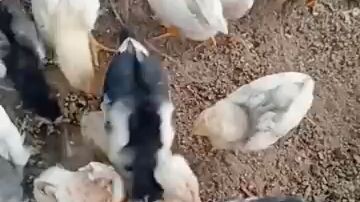 chikz