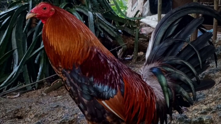 gbs blood x parrot beak