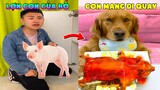 Thú Cưng Vlog | Đa Đa Đại Náo Bố #16 | Chó gâu đần thông minh vui nhộn | Smart dog golden pets