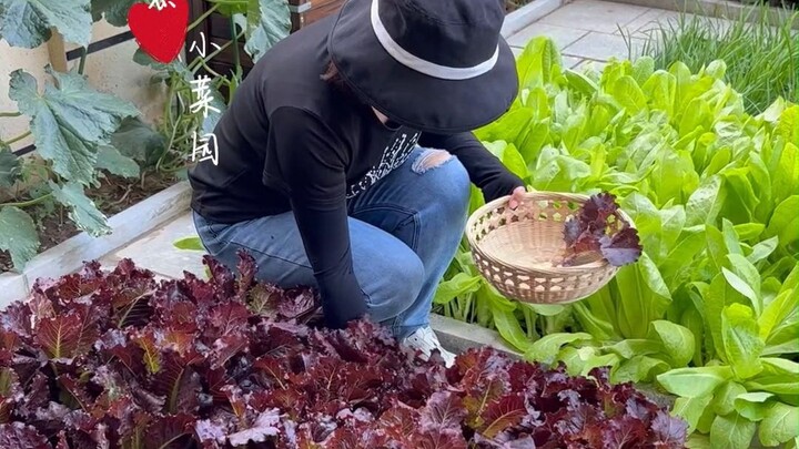 Saya ingin berbagi kebun sayur kecil saya dengan kalian. Meski luasnya hanya sekitar 60 meter perseg