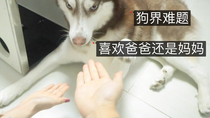 Tantangan di dunia anjing: Ketika majikan pria dan wanita sama-sama minta Husky berjabat tangan, sia