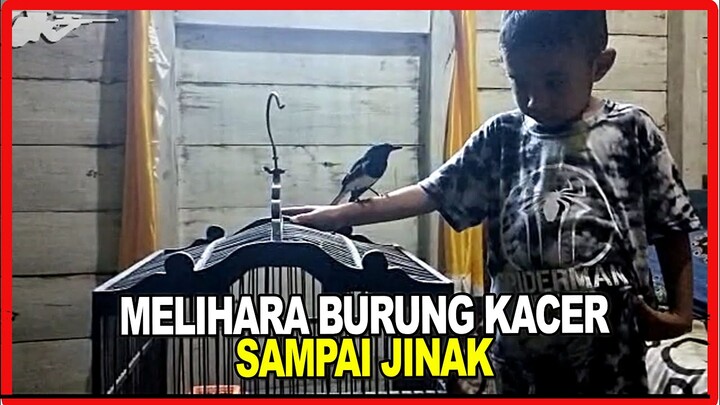 BURUNG KACER JINAK PELIHARAAN ANAK KECIL SADAD PAKPAHAN