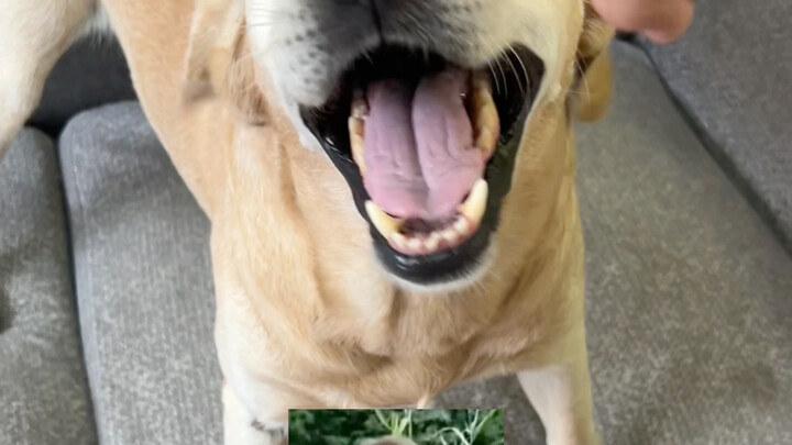 Dog-Proofing Techniques ~ (No Foot-Biting)