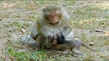 HEART BREAKING WHEN SEE BABY MONKEY ATTACKED BY HER MOM, BABY MONKEY HARD TO REQUEST MILK DROP