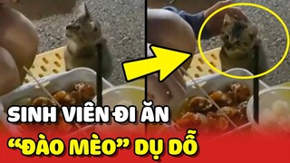 Đắng lòng SINH VIÊN NGHÈO đi ăn bị Mèo của chủ quán DỤ DỖ 😂 | Yêu Lu