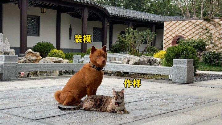 Suddenly, there are so many visitors in the yard~