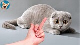 ðŸ�¶ðŸ�± Funny Cat Reaction Videos - Try Not To Laugh| Aww Pets