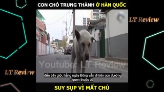 Chú chó trung thành nhất Hàn Quốc, suy sụp vì mấ.t chủ | LT Review