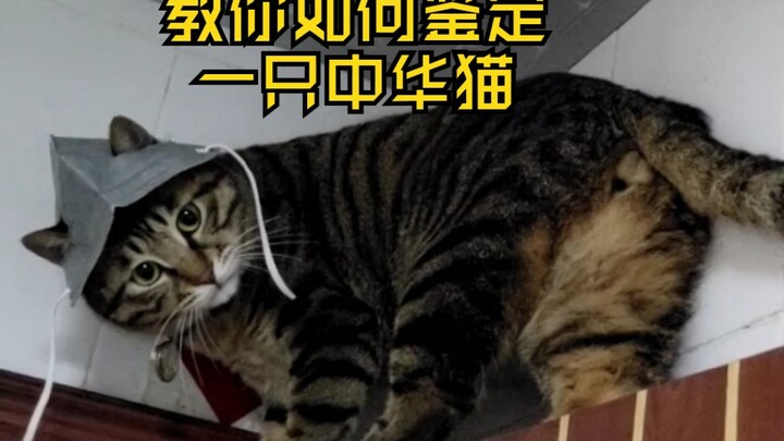 Chính gốc, đã giám định xong!