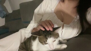 《猫猫大人的猫猫》
