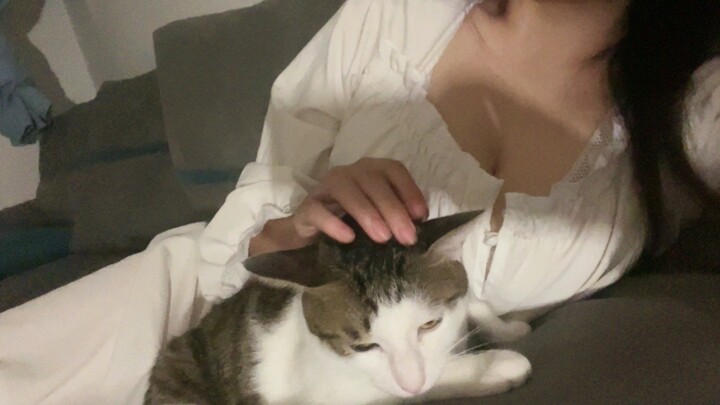 แมวน้อยของท่านแมวน้อย