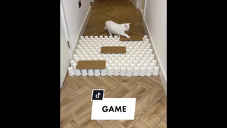 ถ้าเป็นเจ้าไส บอกเลย แก้วล้มทุกอัน เพราะมันวิ่งชน😅