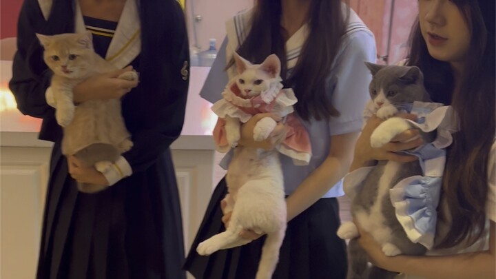 Kucing kecil menjajal seratus jenis profesi: menjadi kucing pendamping bermain