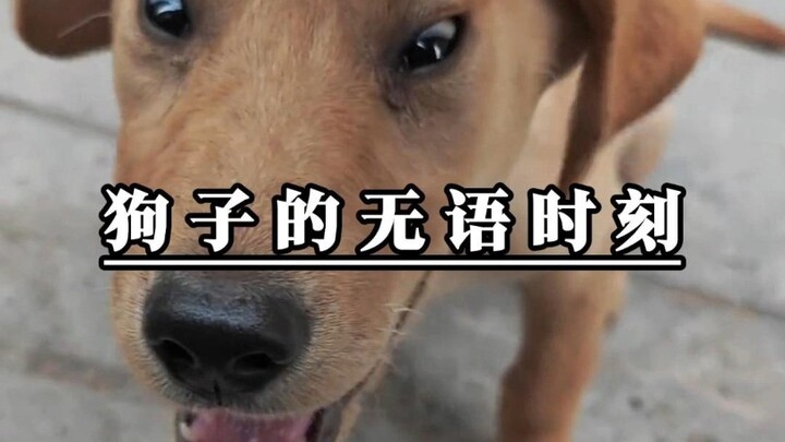 Done! Today’s good karma just got laughed away again! ⑥ #SillyDog #FunnyVideo