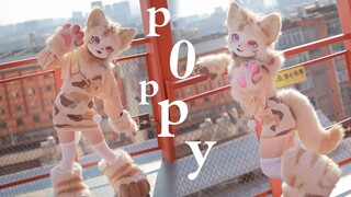 【竖屏】近距离看猫猫♥超可爱poppy