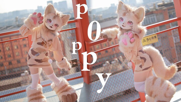 【竖屏】近距离看猫猫♥超可爱poppy