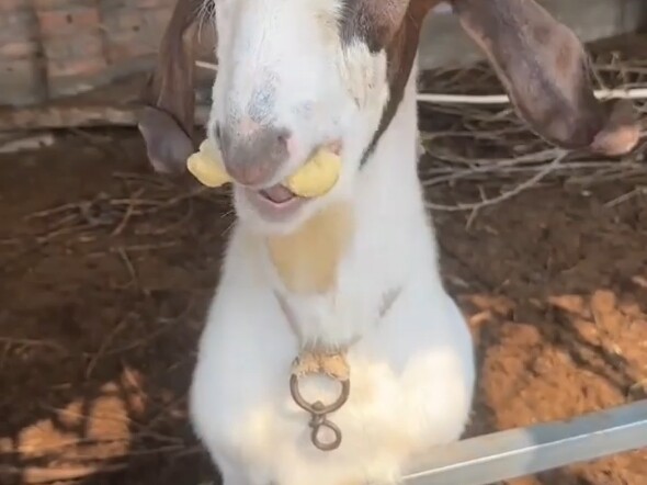 Sheep: Are you a human?