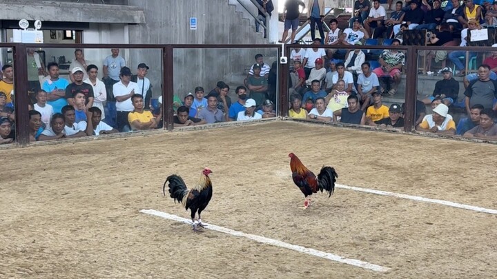 4 COCK @VARGAS COLISEUM- LWWL