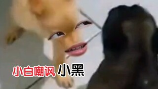 小黑:我说我会后空翻，你可能不信