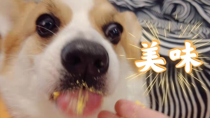 Nyuain telur buat Corgi, malah dapetin sensasi rasa lezat tiada tanding!