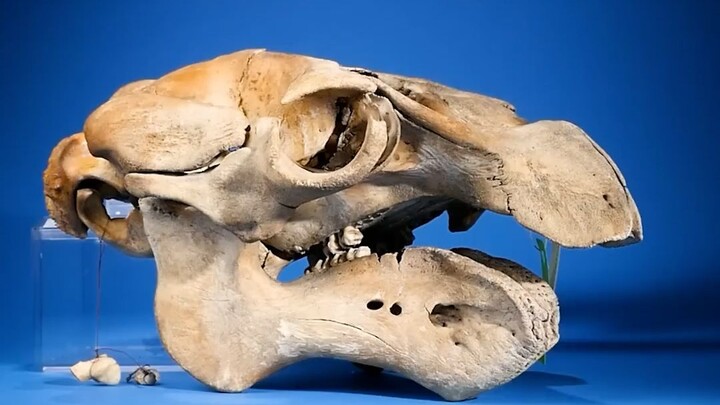 Răng của lợn biển rất bất thường.