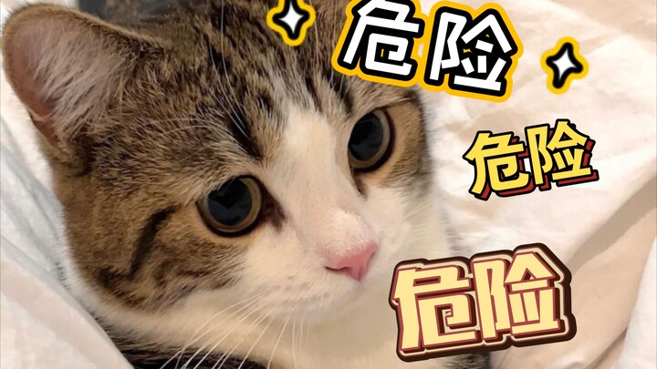 Meong! Ekspresi kamu ini sangat berbahaya lho!