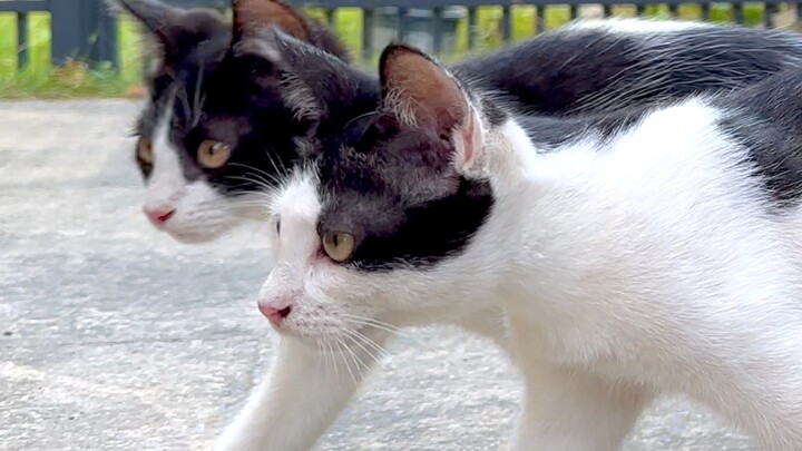 A cat suddenly appeared at home, looking just like the one we had before.