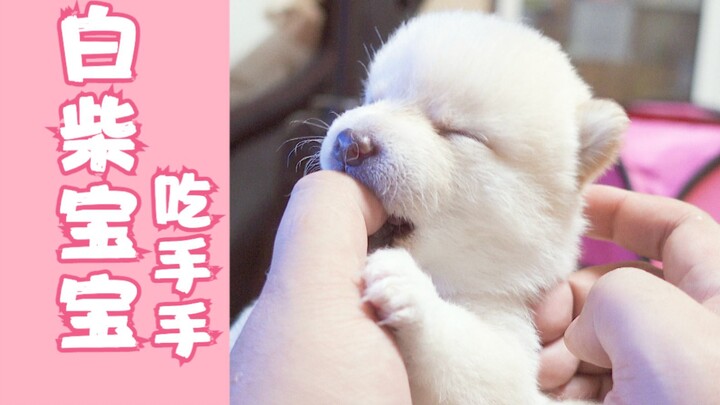 Anak anjing Shiba Inu putih yang baru saja membuka mata menganggap tuannya seperti ibu kandungnya, t