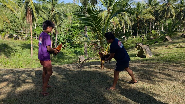 Gilmore Straight Comb vs Gilmore Peacomb
