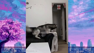 หมาตลก #ชาติที่เป็นมนุษย์ #555