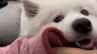 A roundup of clingy, magnet-like puppies—dog band-aids have now become tangible!