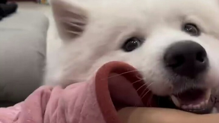 Mengulas anjing kecil penyedot perhatian yang menempel seperti magnet, plester anjing benar-benar te