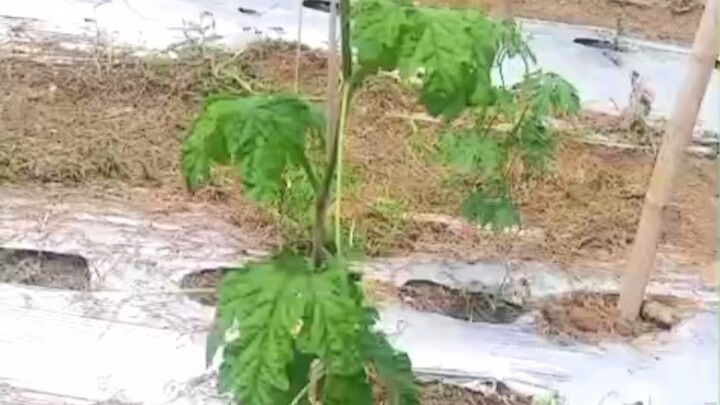 মিস্টি কুমড়া গাছে কাটিং চলছে #reelsvideoシ #NewsUpdate #followers #agriculture #malaysia
