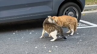 من الأقوى حقًا؟ داهوانغ أم آلي؟