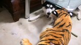 [Pet]Husky yang sedang tidur tiba-tiba ketakutan