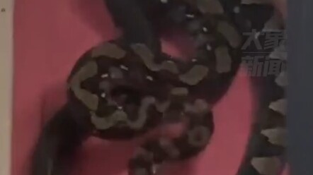 Feb 12: In Bentong, Malaysia, two giant pythons suddenly appeared above a resident’s bedroom—everyon