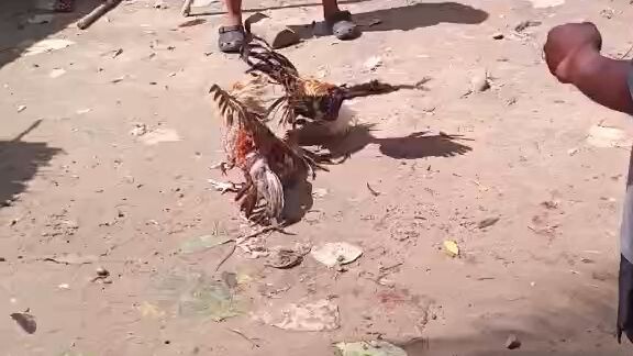 Talo bulik Dom natin, lamang na nadulas pa. Ganyan talaga sabong