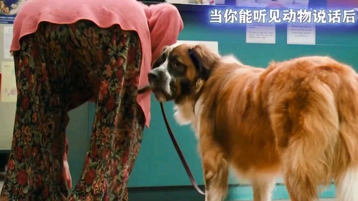 Kalau kamu bisa mengerti bahasa hewan, hal apa yang paling ingin kamu lakukan?