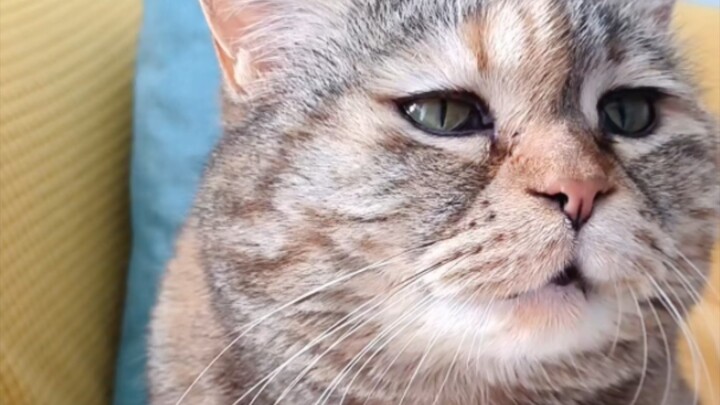 Meow meow, though I'm chubby fufu, I'm even more bitter than coptis!