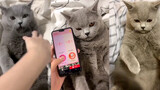 [Động vật] Sử dụng phiên dịch ngôn ngữ của mèo để giao tiếp với mèo!