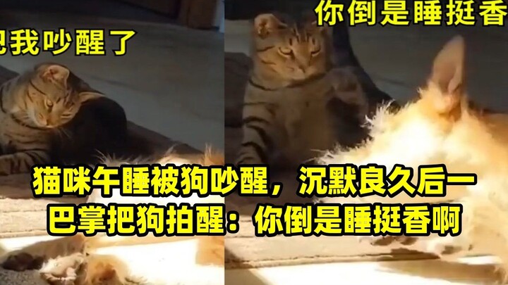 Kucing yang sedang tidur siang terbangun karena diganggu anjing, setelah diam cukup lama ia menampar