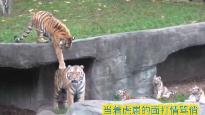 “Hati gadis si harimau betina” – Meski sudah jadi ibu, tetap ingin mesra dengan si harimau jantan~