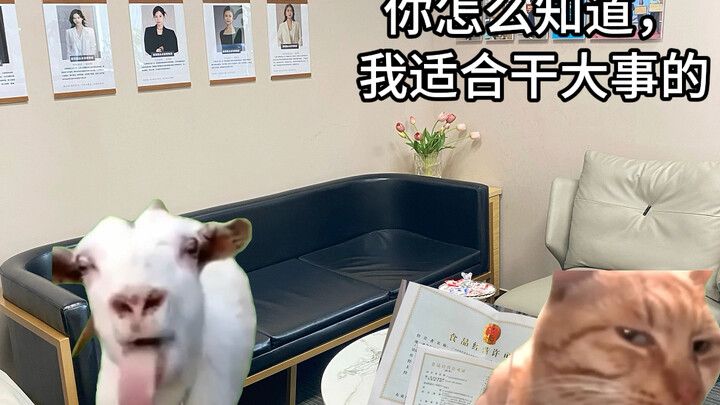 【Meme mèo】Khi một kế toán viên lớn đến một công ty nhỏ