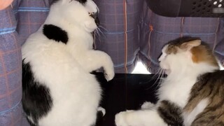 Con mèo của tôi có một đứa em trai và tôi nghĩ nó đã đi quá xa với tư cách một người anh lớn...