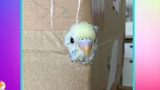 Really Cute Parrots Doing Funny Things 2 Cutest Parrots In The World