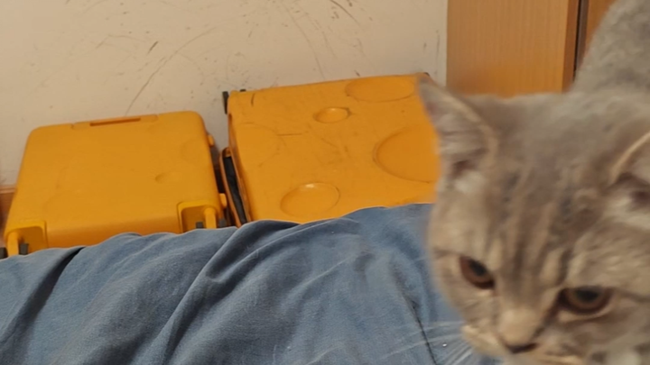 Khi mình phát hiện chỉ cần giả vờ khóc là có thể gọi được mấy bé mèo đến ngay thôi~ Chúc mọi người T