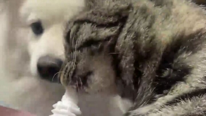 Anjing: Kucing kecil jahat!